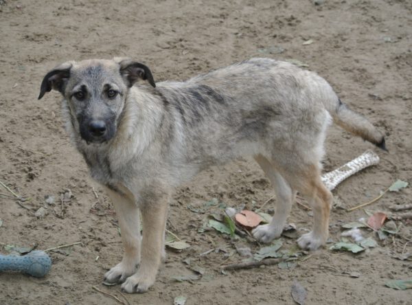 Pup Carlo leuke kruising hond