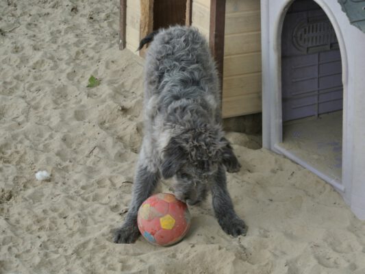 Pup Chloe grijze krullenbol