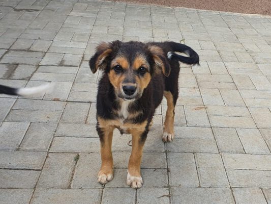 Puppy Daisy prachtig hondje