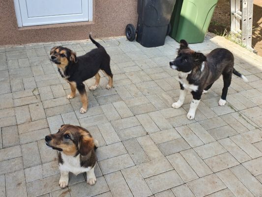Puppies Daisy, Rudi en Lara