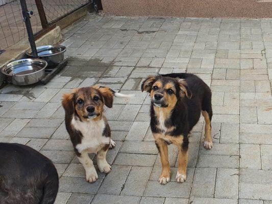 Puppies Daisy en Rudi