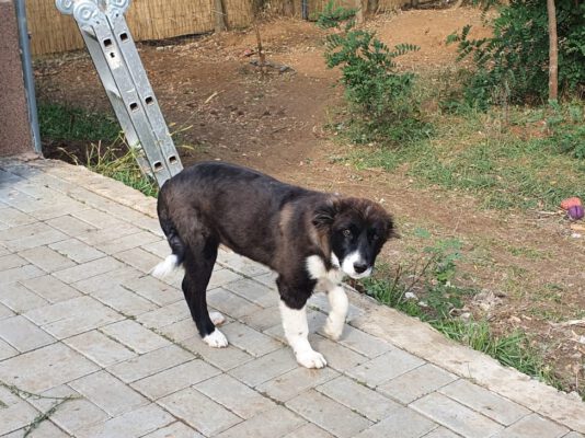 Puppy Lara in opvang in Roemenië