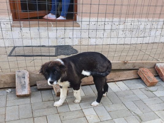 Puppy Lara in opvang in Roemenië