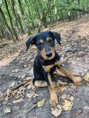 Pup Misha in het bos