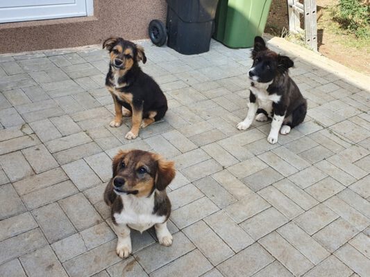 Puppies Rudi, Daisy en Lara
