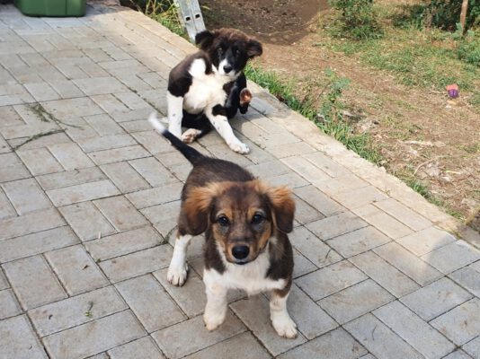 Puppies Rudi en Lara
