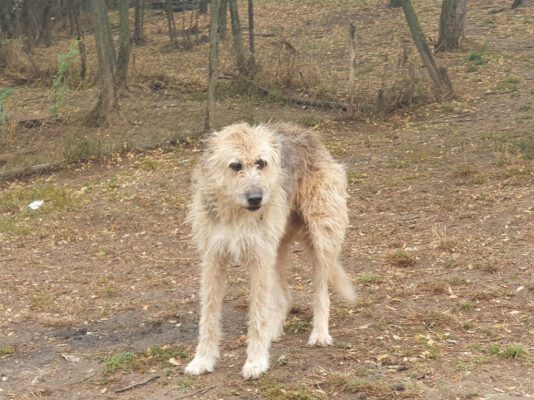 Teo gered uit de shelter