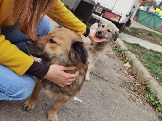 Hondjes Foxy en Rita gevonden op straat