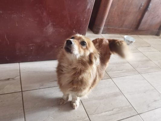 Coco prachtig klein hondje