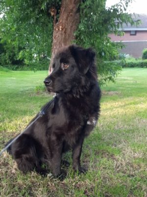 Dumbo een echte allemansvriend