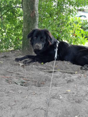 Dumbo een echte allemansvriend