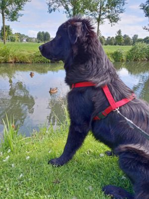 Dumbo een echte allemansvriend