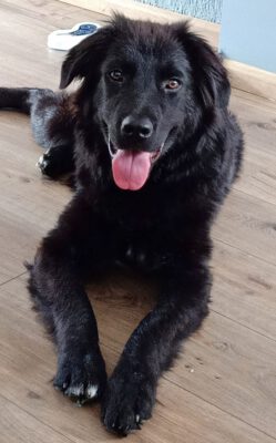 Dumbo grote vriendelijke reus