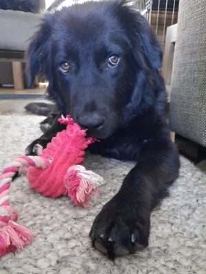 Dumbo grote vriendelijke reus