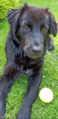 Dumbo grote vriendelijke reus