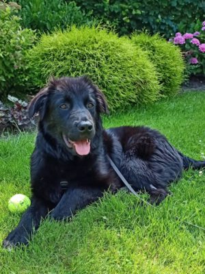 Dumbo een echte allemansvriend