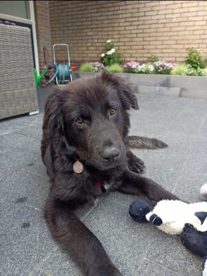 Dumbo grote vriendelijke reus