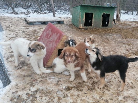 A-pups in het asiel in Roemenië