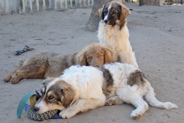 Pups Atlas Abu en Asja