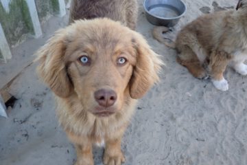 Atlas bruin hondje met groene ogen