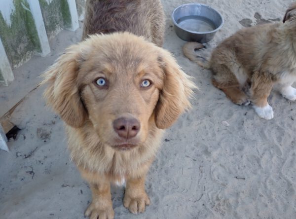 Atlas bruin hondje met groene ogen