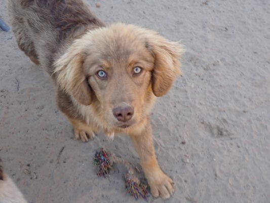 Atlas bruin hondje met groene ogen