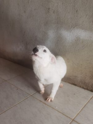 Pup Billie klein wit hondje