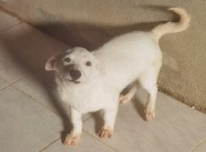 Honden Ter Adoptie Pups En Jonge Honden Sos Dogs Nederland