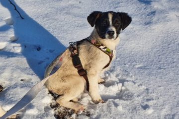 Puppy Bimbi in de sneeuw