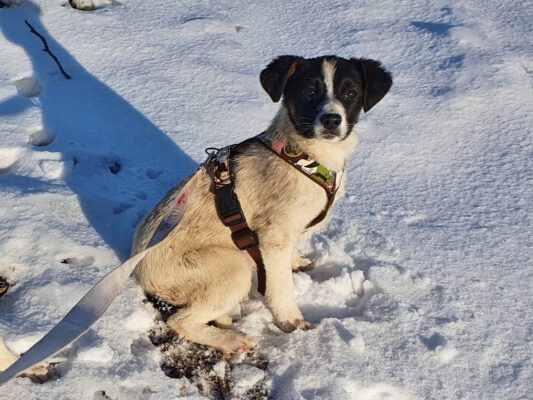 Puppy Bimbi in de sneeuw