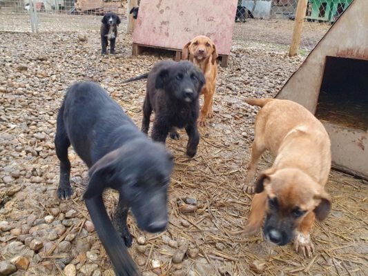 Puppies in het asiel in Roemenië