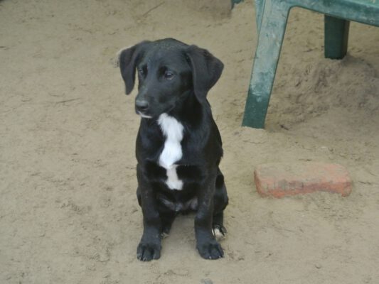Pup Heki zwart hondje met hangoren