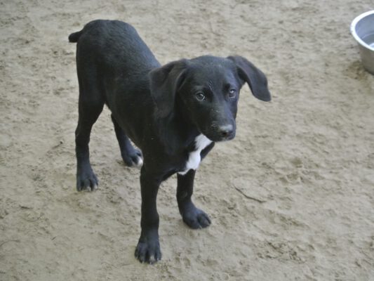 Pup Heki zwart hondje met hangoren