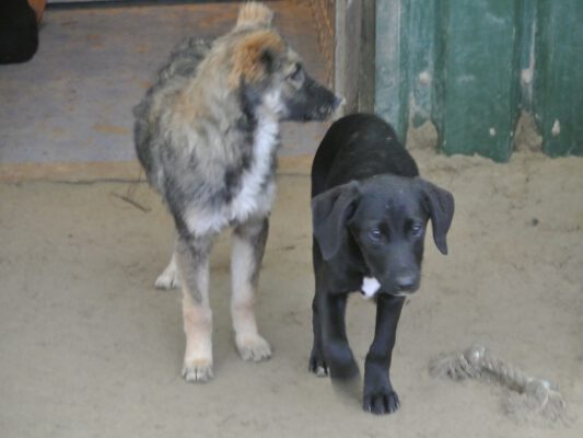 Puppies Kinga en Heki