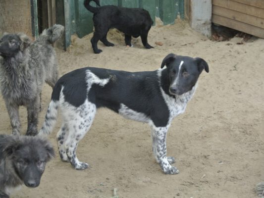 Jona zwart-wit hondje