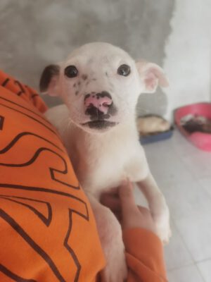 Pup Pacha klein wit hondje