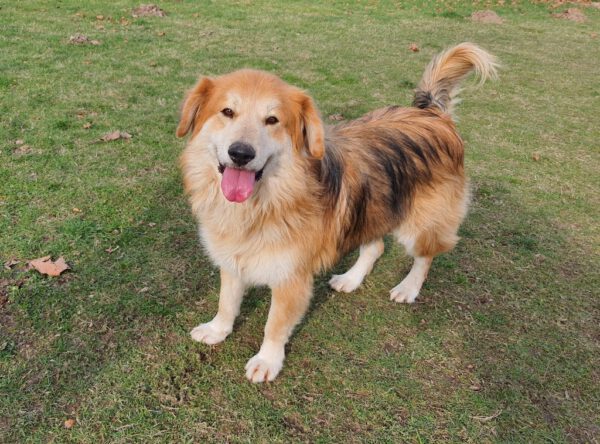 Sergio leuke volwassen hond