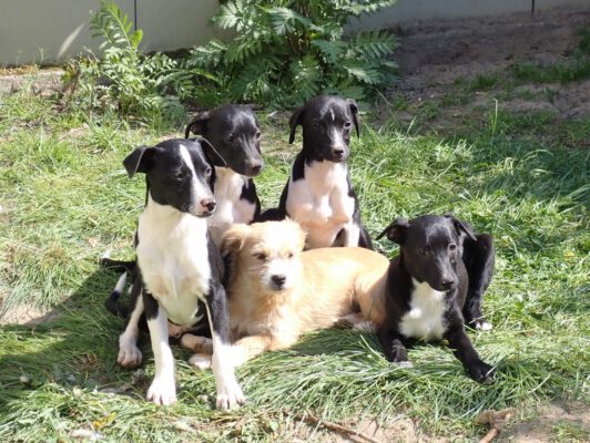 Puppy's Daiko, Damo, Delsa, Danka