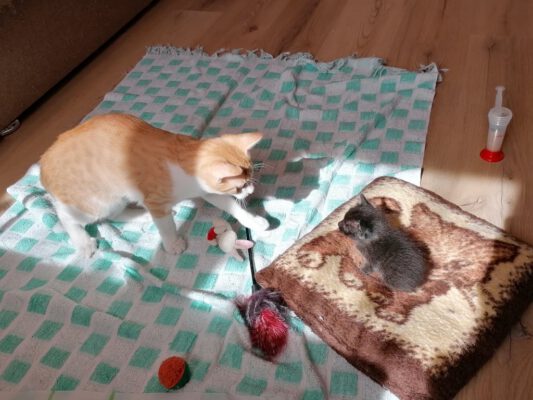 Toen Barney klein was