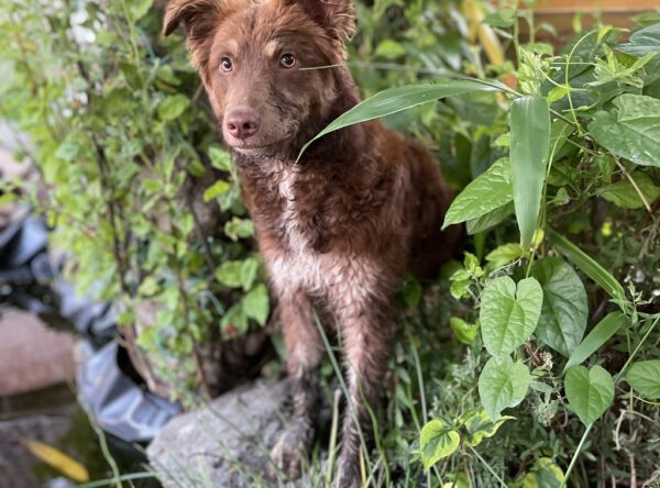 Chocolatte in de tuin