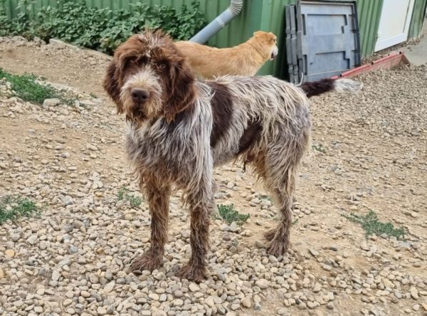 Duke heerlijke hond