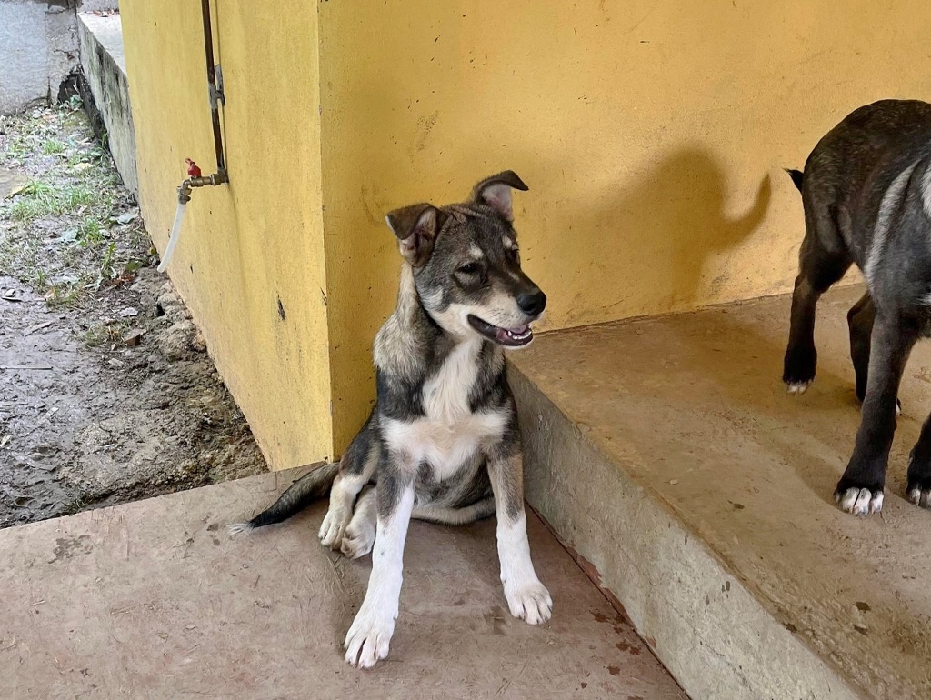 Pup Cajo in het asiel