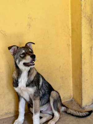 Pup Cajo in het asiel