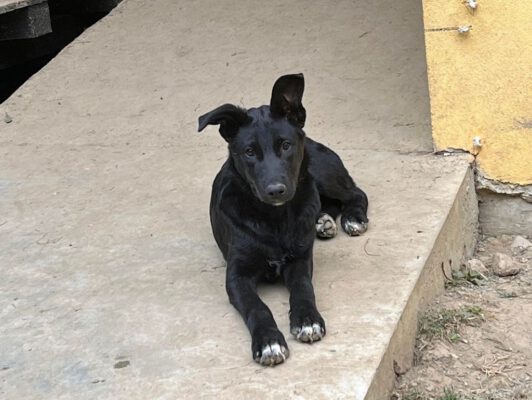 Pup Camir zwart hondje