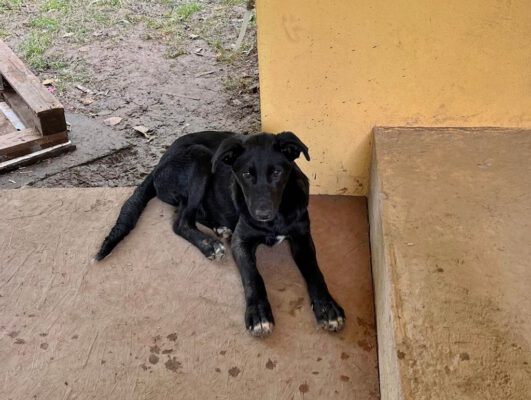 Pup Camir in het asiel