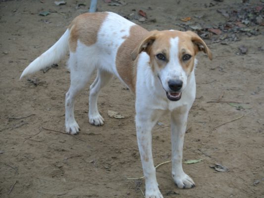 Elena jonge hond