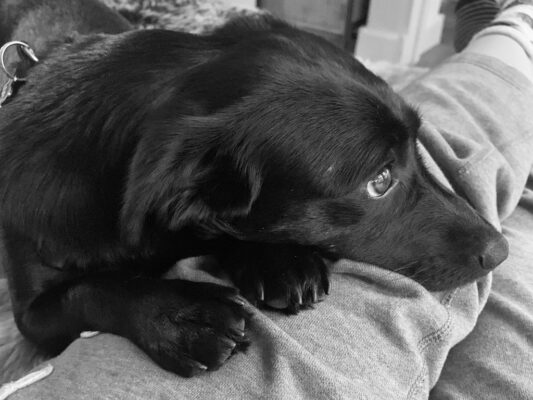Zoey klein zwart hondje