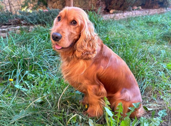 Shelby cocker spaniel